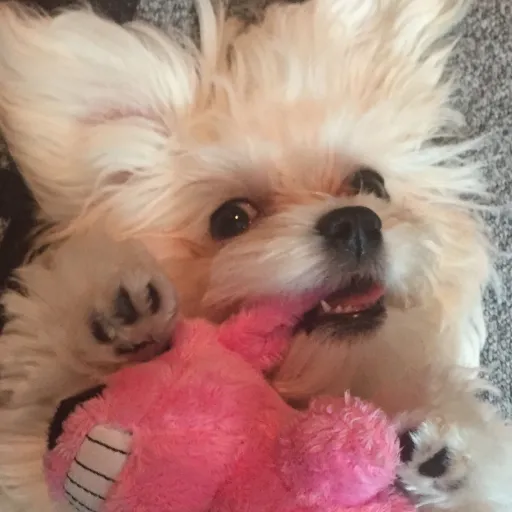 talkie's author avatar