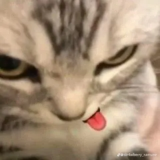 creator Danita bb's avatar