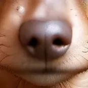 chat with ai character: no name Wiener dog