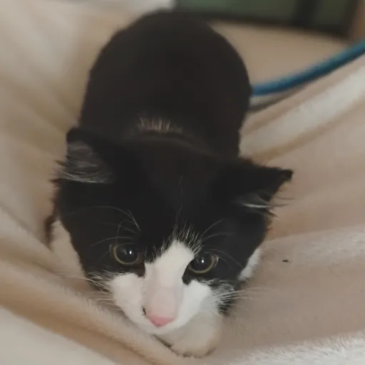 creator the type ✓'s avatar