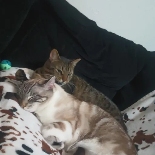 creator ℕ𝔼𝕍𝔸𝔼ℍ 2015's avatar