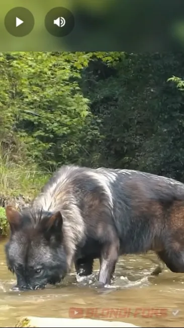 ai character: black wolf background