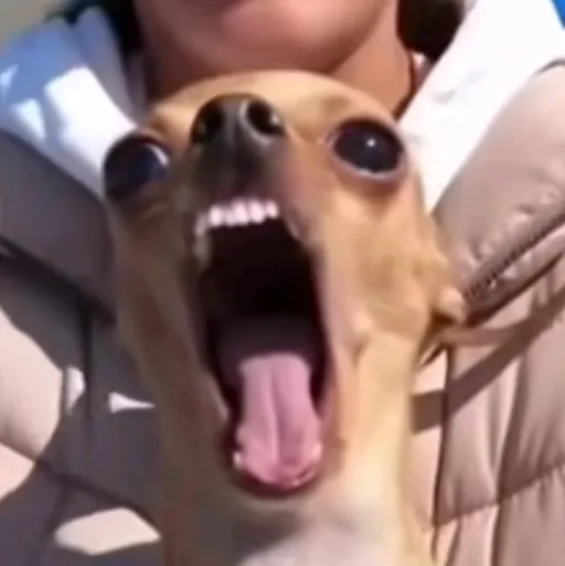 creator ʚAdorozatorumariɞ's avatar