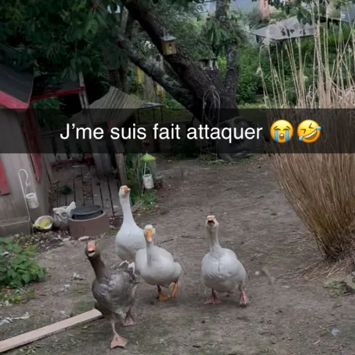 creator yeeeeeeeeeeeeeeey!'s avatar