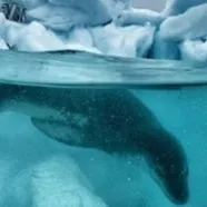 chat with ai character: femal Leopard seal