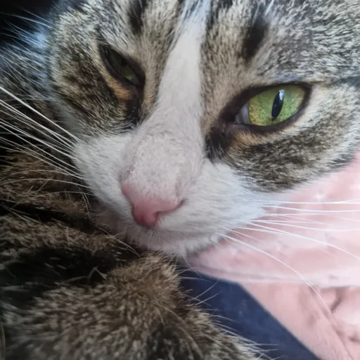 creator 𝔦𝔱𝔷.𝔯𝔢𝔭𝔲𝔱𝔞𝔱𝔦𝔬𝔫ᵗˢ's avatar