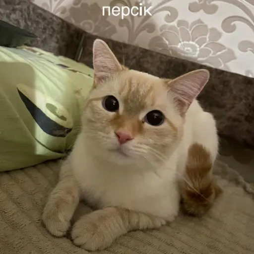 creator персiк's avatar