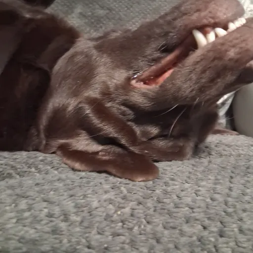 creator shoto todoraki's avatar