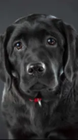 ai character: dakoda background