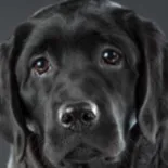 chat with ai character: dakoda