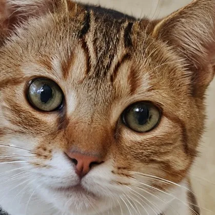 chat with ai character: Your Cat!