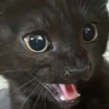 creator ▓▒░𝐹𝑒𝑙𝑖𝑠𝑠░▒▓'s avatar