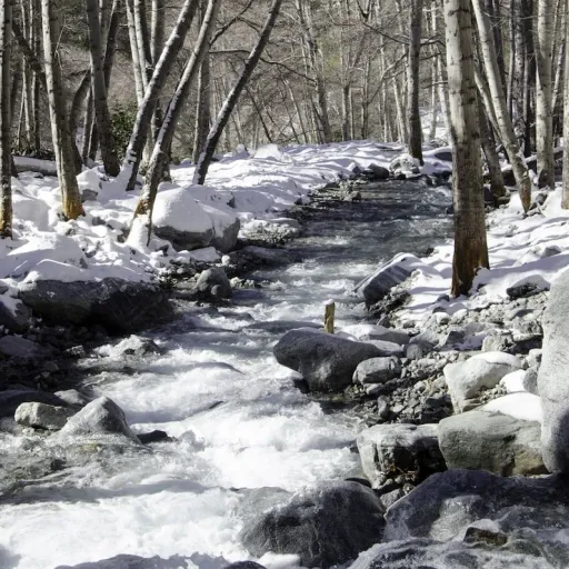 creator bosque scram's avatar