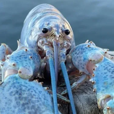 chat with ai character: Crustacean gc 