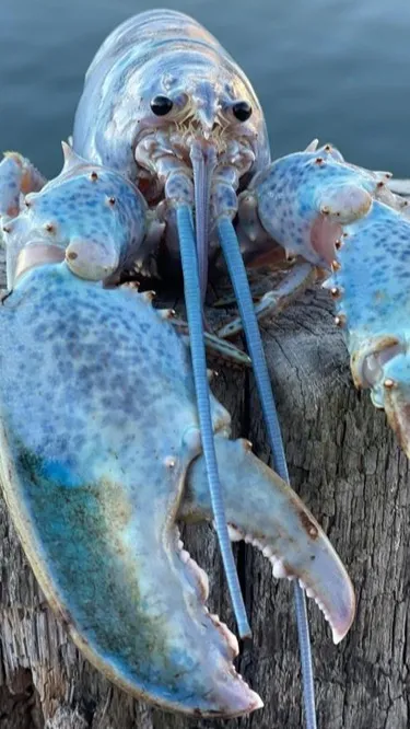 ai character: Crustacean gc  background