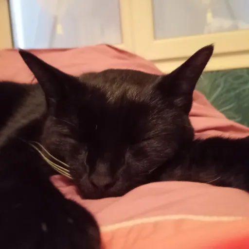 creator S the boss's avatar