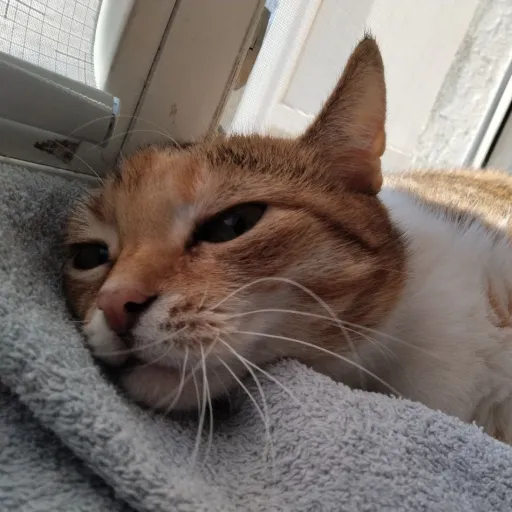 creator sergenius's avatar