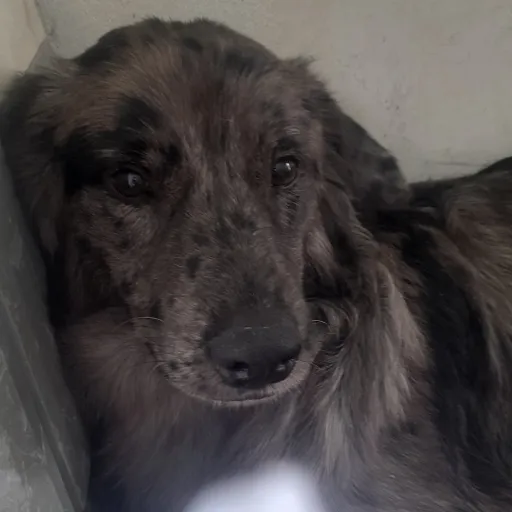 creator la banda perro's avatar