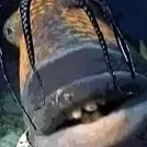 creator Larry da fish's avatar