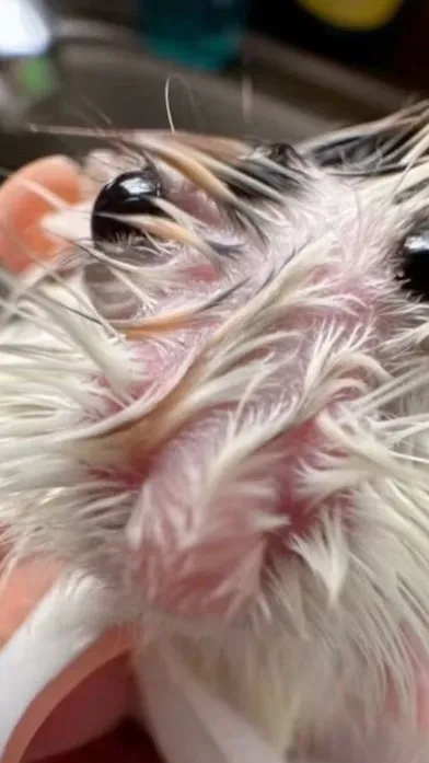 ai character: VOTE ME SHARKIES:3 background