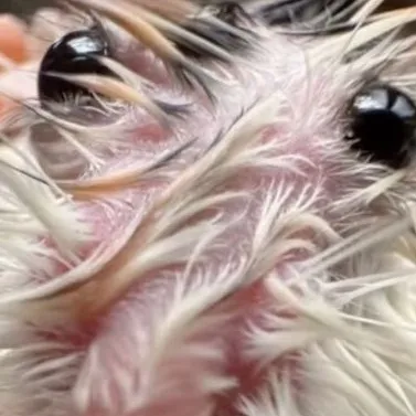 chat with ai character: VOTE ME SHARKIES:3