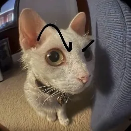 creator requests_guy's avatar