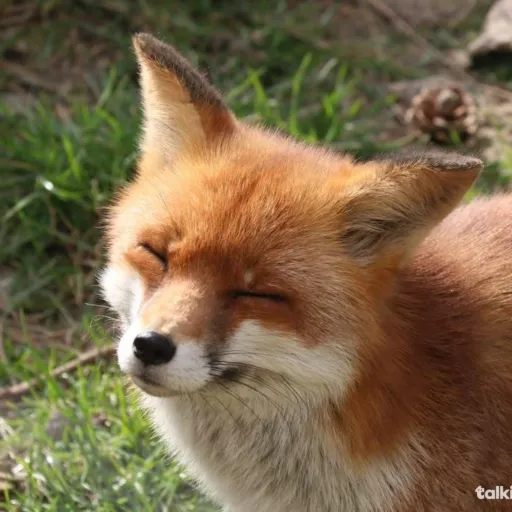 creator ♡K4tsuki_B4kug0♡'s avatar