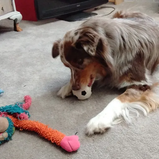 talkie's author avatar