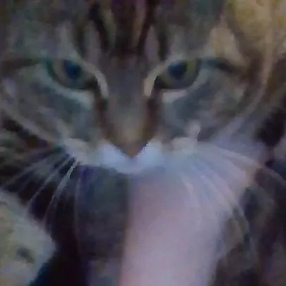 chat with ai character: moomoo