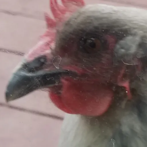 creator Mini ChiknPoo's avatar