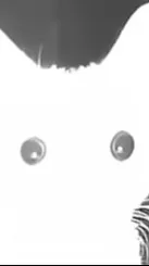 ai character: ?Flashbang Kitty? background