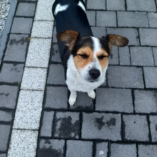 creator Peppa'sia's avatar