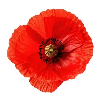 creator i lik Flowers lol's avatar