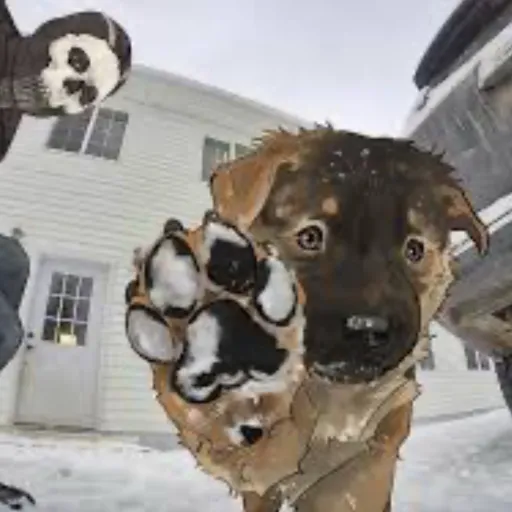 creator DINOSUAWR's avatar