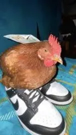 ai character: chickonquest background