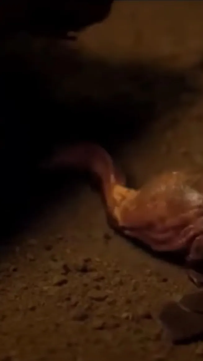 ai character: Dart 3 background