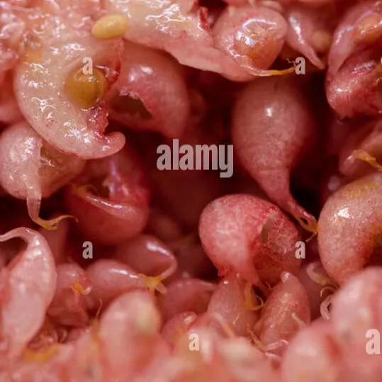 chat with ai character: mystery flesh pit