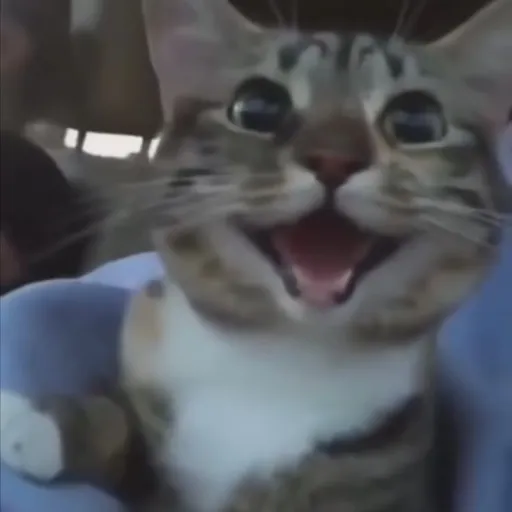 creator briana56's avatar