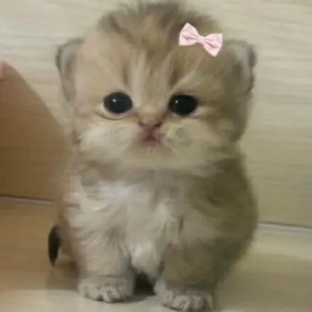 creator ‧₊ ᵎᵎ 🍒 ⋅kotek ˚✮🍒's avatar