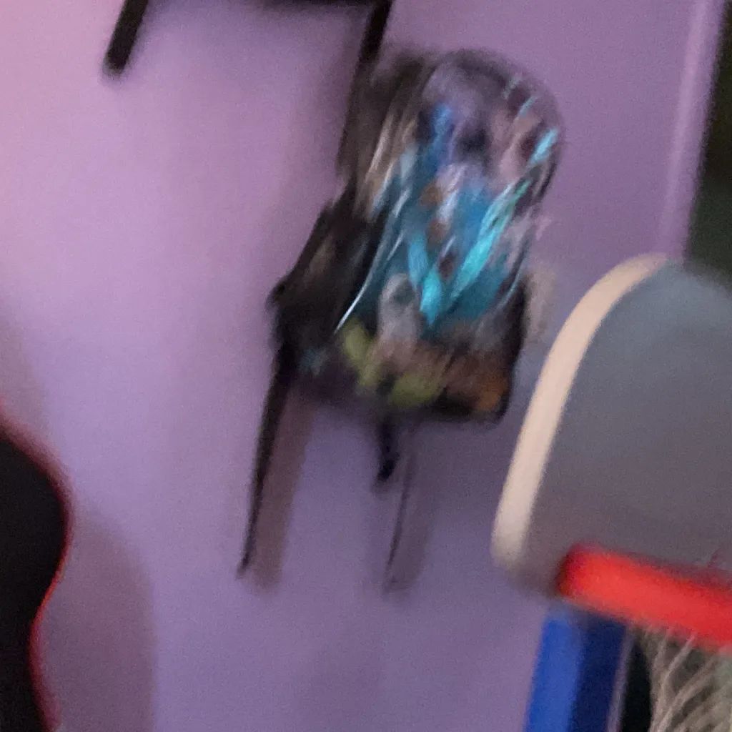 chat with ai character: Shimmy and Durple