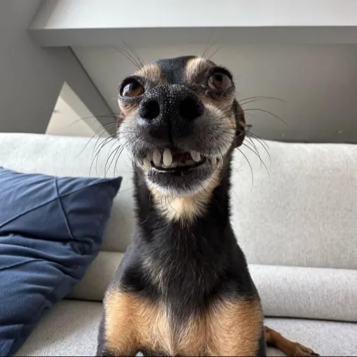 creator Super dog version2's avatar