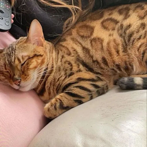 creator spyninjafancuite's avatar