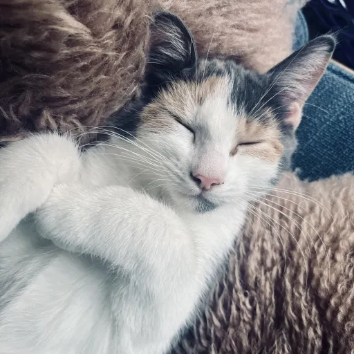 creator Finoki's avatar