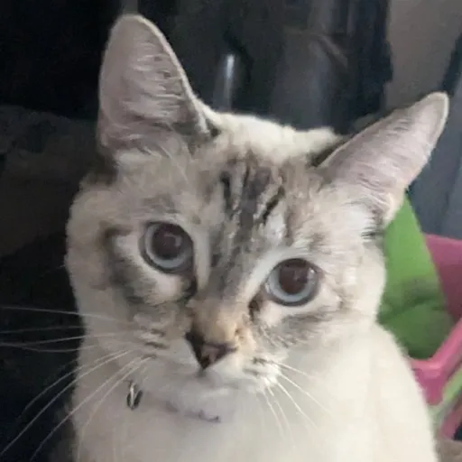 creator PIxIEcAT MMMeeEOoW's avatar