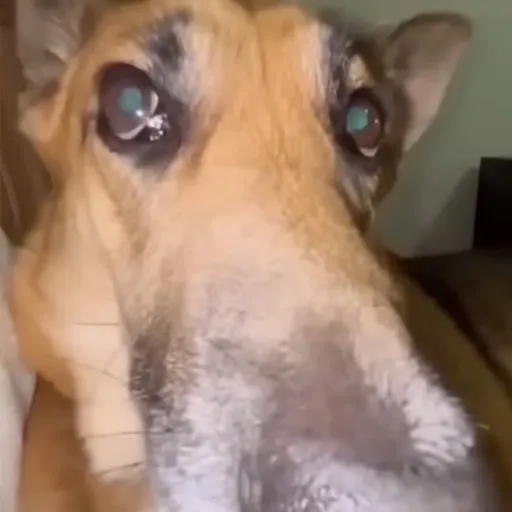 creator ✲Roasted potatoes✰'s avatar