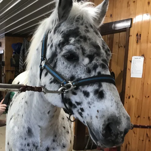 creator ɪʟᴏᴠᴇʜᴏʀsᴇs's avatar