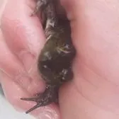 creator Frog_man3579976124's avatar