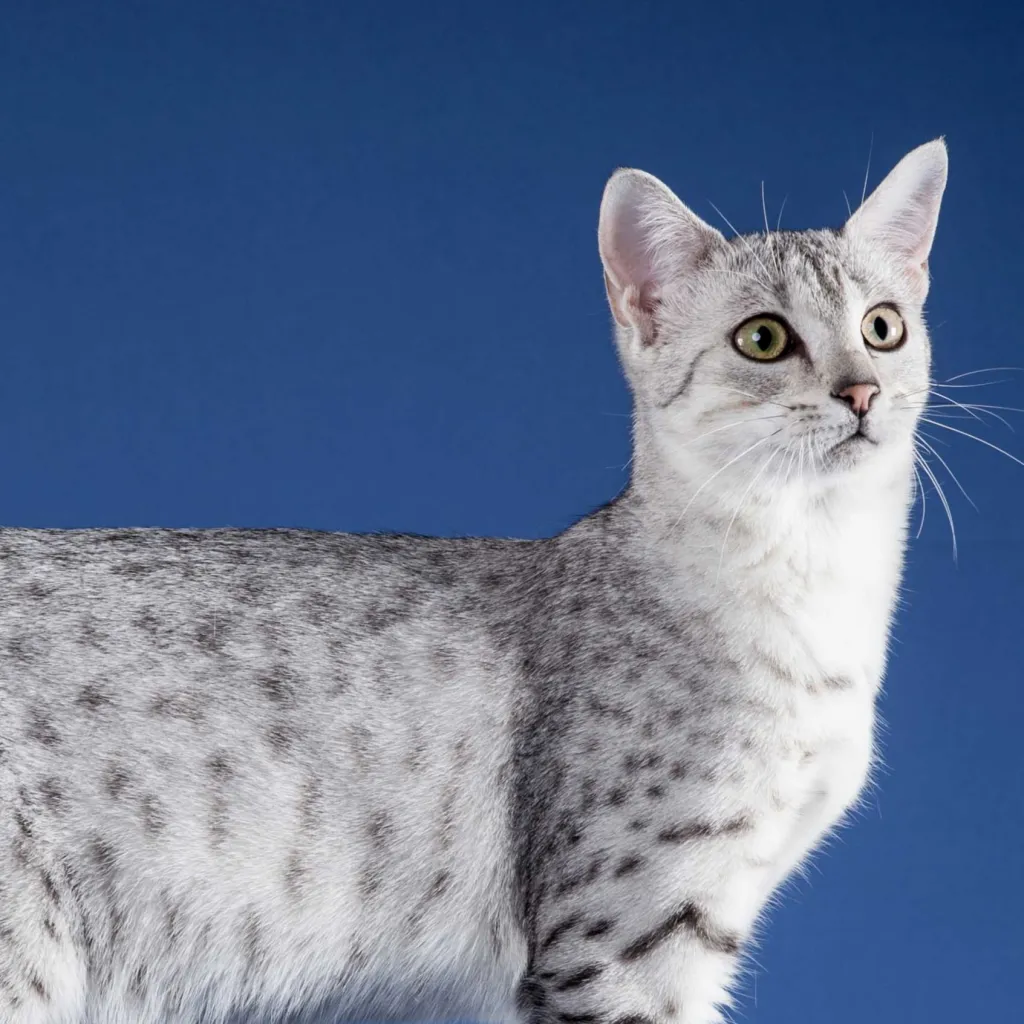 chat with ai character: misty the kittie  