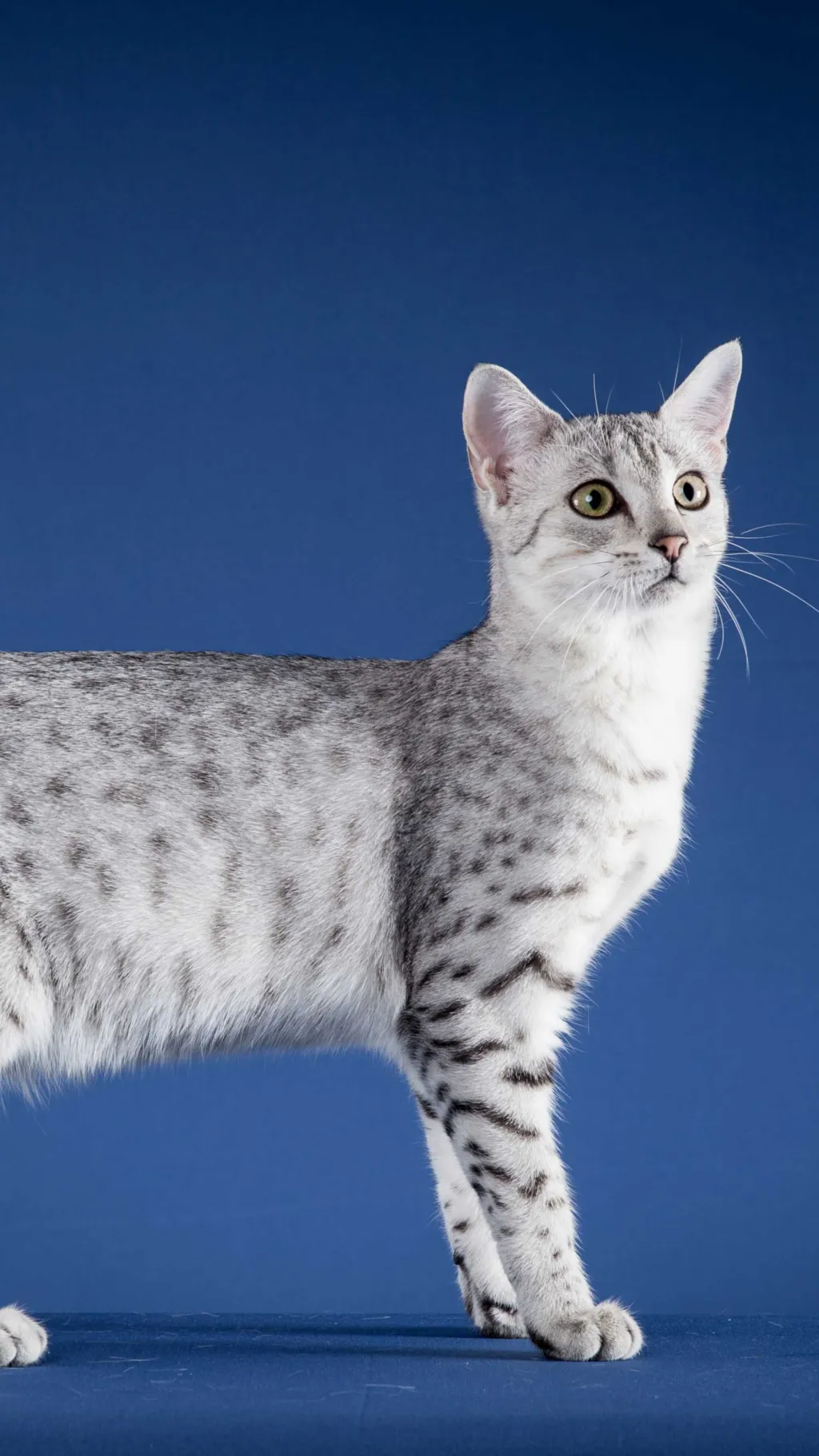 ai character: misty the kittie   background