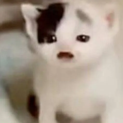 creator 💗Natsuki Tamaki💗's avatar